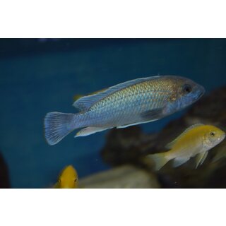 Melanochromis lepidiadaptes 4 - 5 cm