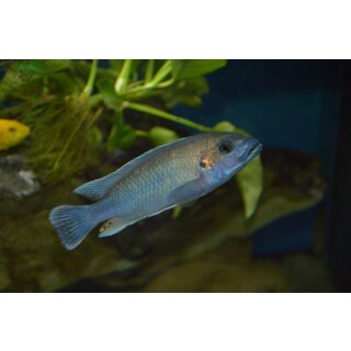 Melanochromis lepidiadaptes 6 - 8 cm