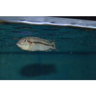 Melanochromis lepidiadaptes 6 - 8 cm
