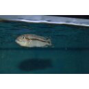 Melanochromis lepidiadaptes 4 - 6 cm