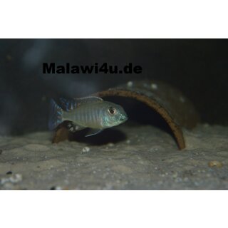 Lethrinops albus kande 6 - 7 cm