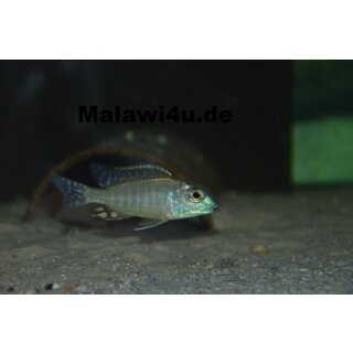 Lethrinops albus kande 7 - 10 cm