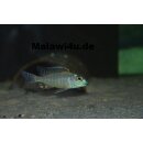 Lethrinops albus kande 7 - 10 cm