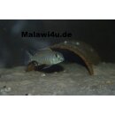 Lethrinops albus kande 7 - 10 cm