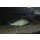 Lethrinops albus kande 7 - 10 cm