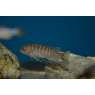 Metriaclima zebra gold kawanga 4 - 5 cm WFNZ