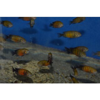 Tropheus black Pemba 3 - 4 cm