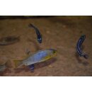 Metriaclima aurora  WFNZ 4 - 6 cm