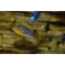 Metriaclima aurora  WFNZ 5 - 6 cm