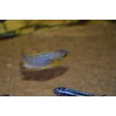 Metriaclima aurora  WFNZ 5 - 6 cm