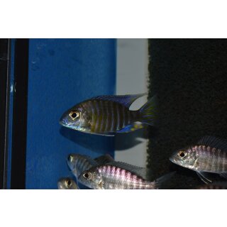 Aulonocara ethelwynnae 4 - 5 cm