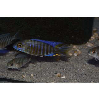 Aulonocara ethelwynnae 6 - 8 cm