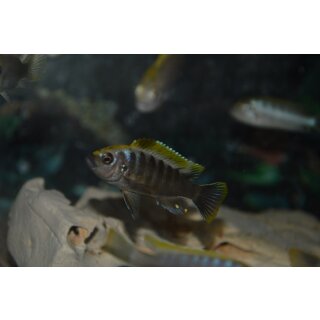 Cynotilapia aurifrons luwino Reef WFNZ 4 - 5 cm