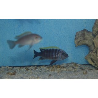 Cynotilapia aurifrons luwino Reef WFNZ 4 - 5 cm