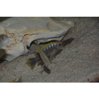 Cynotilapia aurifrons luwino Reef WFNZ 4 cm