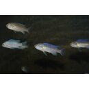 Labeotropheus trewavasae manda 4 - 5 cm WFNZ