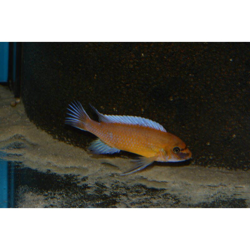 Labeotropheus trewavasae chilumba orange 3 - 4 cm, 8,00 €