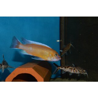 Labeotropheus trewavasae chilumba orange 4 - 6 cm