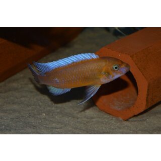 Labeotropheus trewavasae chilumba orange 4 - 6 cm