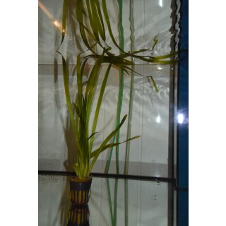Vallisneria giganthea rubra