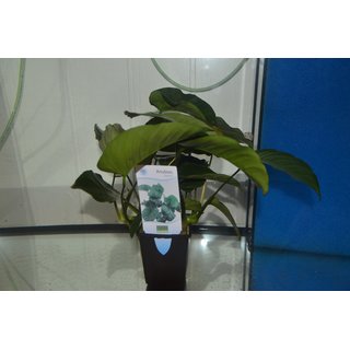 Anubias bateri Mutterpflanze