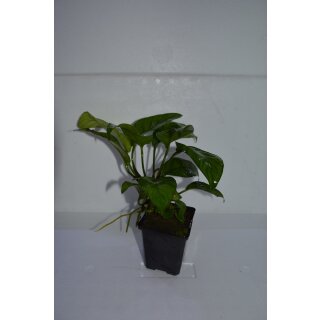 Anubias heterophylla Mutterpflanze