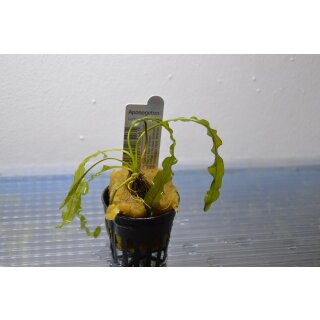 Aponogeton longiplumulosis