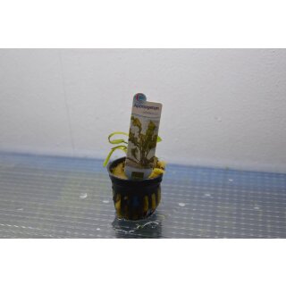 Aponogeton ulvaceus