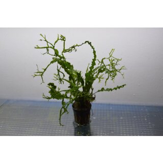 Microsorium pteropus  Twisted Leaf 