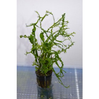 Microsorium pteropus  Twisted Leaf 
