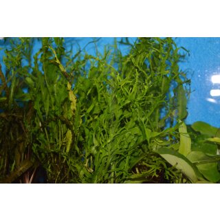 Microsorium pteropus  Twisted Leaf 