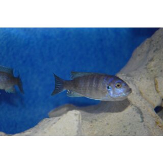 Cynotilapia afra withe top likoma 3 - 4  cm