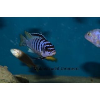 Metriaclima fainzilberi Luwino Reef 3 - 4 cm