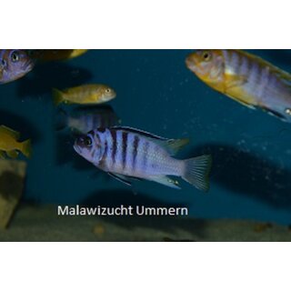 Metriaclima fainzilberi Luwino Reef 4 - 5 cm