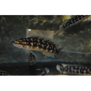 Julidochromis transcriptus 5 - 7 cm