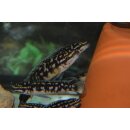 Julidochromis transcriptus Kapampa 4 - 5 cm