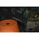Julidochromis transcriptus Kapampa 4 - 5 cm