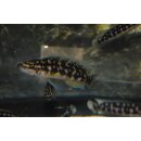 Julidochromis transcriptus Kapampa 4 - 5 cm