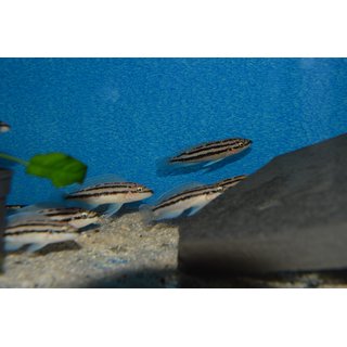 Julidochromis dickfeldi 4 - 6 cm