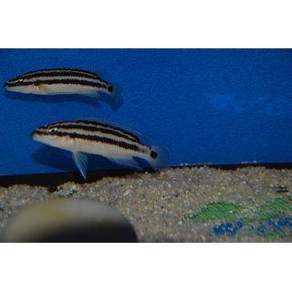 Julidochromis ornatus 4 - 6 cm
