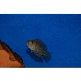 Neolamprologus similis 3 - 4 cm