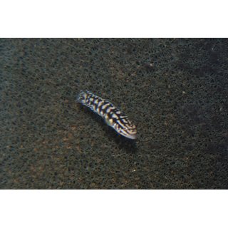 Julidochromis transcriptus gombe 4  cm