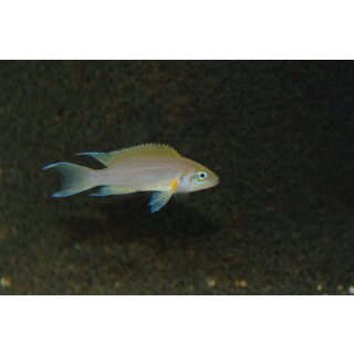 Neolamprologus pulcher „Daffodil“ Kantalamba 3,5 - 4,5 cm
