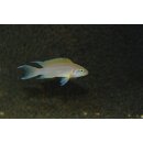 Neolamprologus pulcher „Daffodil“ Kantalamba...