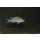 Neolamprologus pulcher „Daffodil“ Kantalamba 3,5 - 4,5 cm