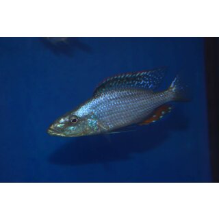 Dimidiochromis compressiceps 9 - 11  cm 1 Weibchen