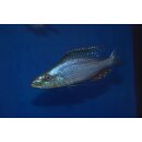 Dimidiochromis compressiceps 9 - 11  cm 1 Weibchen