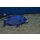 Placidochromis "phenochilus Mdoka" white lips 5,5 - 7 cm