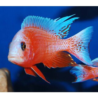 Aulonocara fire fish Ice Blue 4 - 5 cm