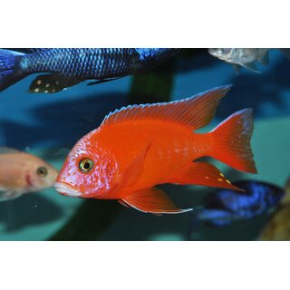 Aulonocara fire fish Ice Blue 4 - 5 cm